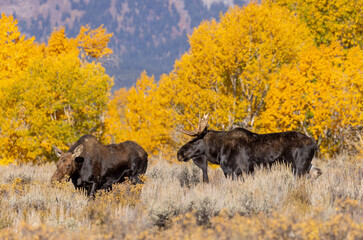 Bull And Cow Moose in the Rut in Wyoming in Autumn