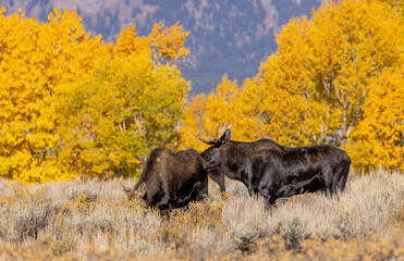 Fototapeta na wymiar Bull And Cow Moose in the Rut in Wyoming in Autumn