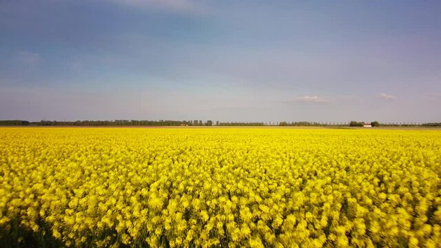 Rapeseed flowers in yellow growing in a field in Flevoland during a spring day. Drone point of view from above. 
