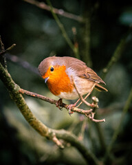 robin on a branch