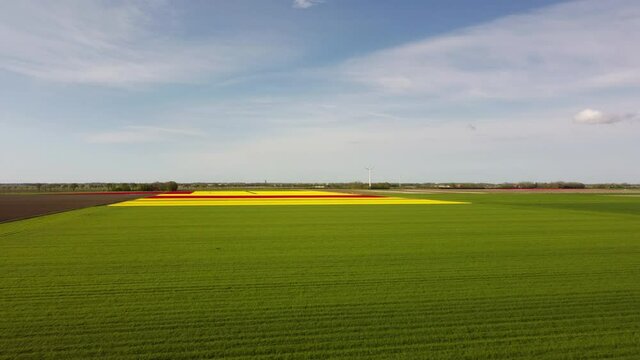 Tulips in red and yellow growing in a field in Flevoland during a spring day. Drone point of view from above. Flowers are one of the main export products in the Netherlands.