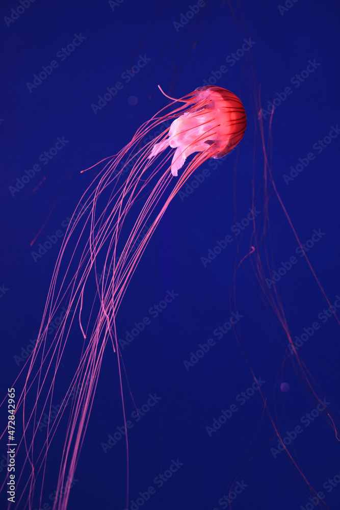 Wall mural Bright pink jellyfish on a dark blue background.