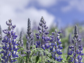 Purple lupine flowers (Lupinus polyphyllus) in the field, white clouds in the sky. Blurred, pale spring background with copyspace. 