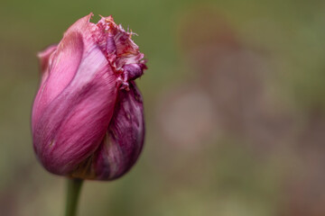 Blurred green spring background with a  a pink fringed tulip flower. 