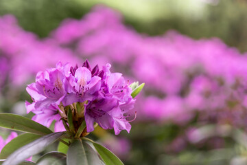 Obraz premium A blurred spring background with a pink rhododendron flower. 