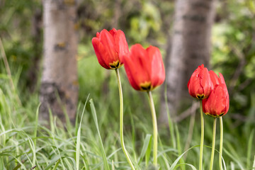 Red tulip flowers among the trees as a spring background.