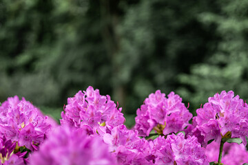 A blurred green background with pink rhododendron flowers. 