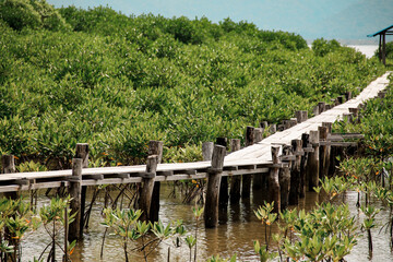 Fototapeta na wymiar Wooden pathway in the middle of a mangrove conservation area where seedlings are replanted