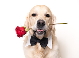 A beautiful dog holds a red rose in his mouth on a white background. Golden retriever for...