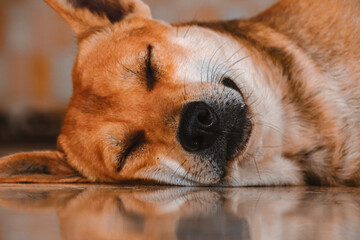 Close up of a cute Shiba Inu dog sleeping peacefully on the floor