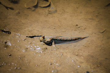 A mudskipper or Periophthalmus barbarus, an amphibious fish camouflaged with the muddy swamp 