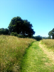 Fototapeta na wymiar Grassy path in the field