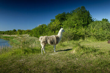 Fototapeta premium Denmark stock photo with clear skies, greenery and nature