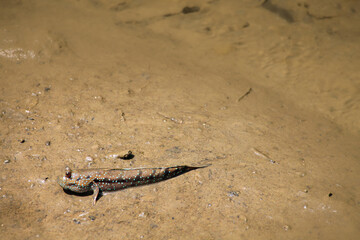 A mudskipper or Periophthalmus barbarus, an amphibious fish camouflaged with the muddy swamp 
