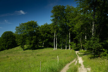 Denmark stock photo with clear skies, greenery and nature