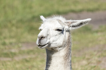 Obraz premium Denmark stock photo with clear skies, greenery and nature