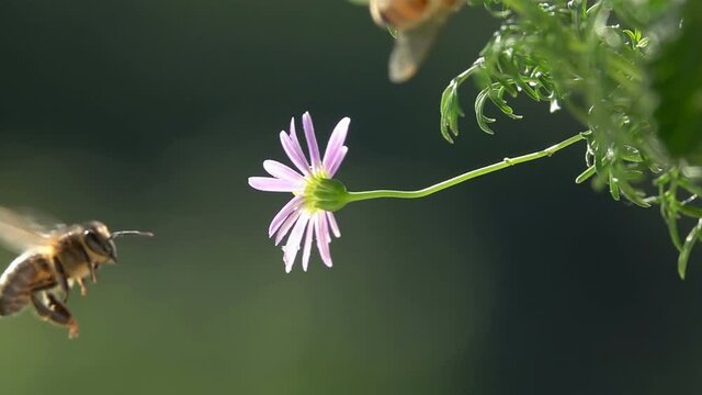 Bee, Flying arround Flower. Hesitation. Closeup view. Slow-motion. Purple violet flower.
