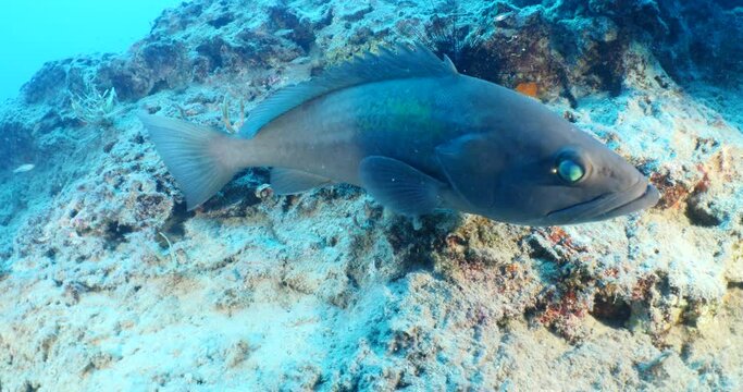 white grouper Epinephelus aeneus fish underwater close to camera scenery from ocean
