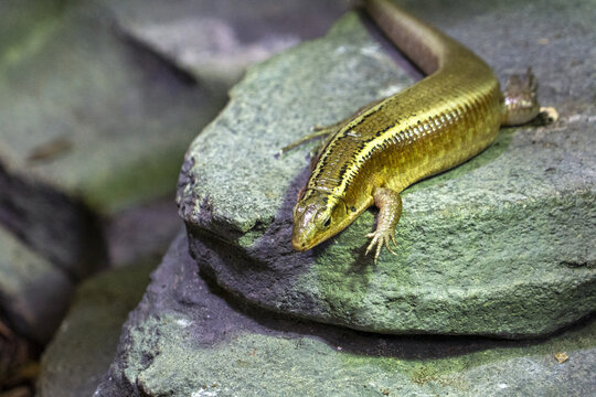 Madagascar girdled lizard portrait close up