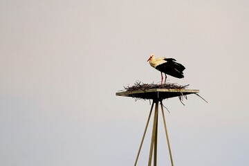Ciconia ciconia - The white stork is a species of bird in the Ciconiidae family.