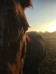 Pferd in Sonnenuntergang