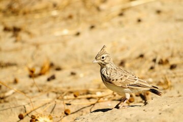 Galerida theklae - The montesina cogujada is a species of bird in the Alaudidae family