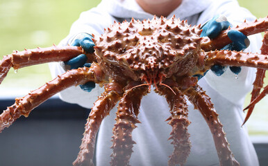 close up of crab