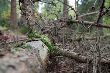 Umgefallener Baum Sturmschaden im Wald