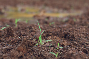 Ruzi grass is emerging in the grass field. grazing