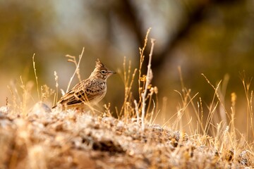 Galerida theklae - The montesina cogujada is a species of bird in the Alaudidae family