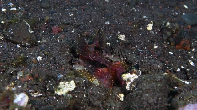 Red Mantis Shrimp - Lysiosquillina lisa hiding in a hole. Underwater macro world of Tulamben, Bali, Indonesia. 4k video