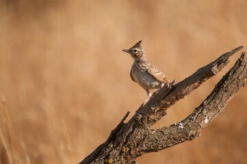 Galerida theklae - The montesina cogujada is a species of bird in the Alaudidae family