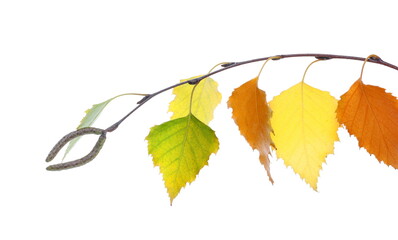 Colorful autumn dry leaves birch  isolated on white background, with clipping path