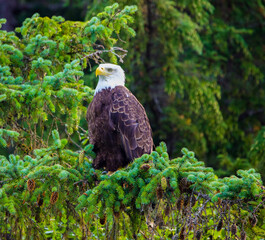 american bald eagle