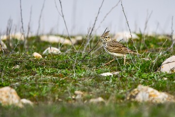 Galerida theklae - The montesina cogujada is a species of bird in the Alaudidae family