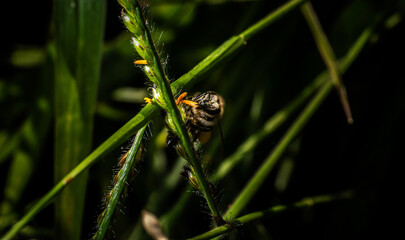 A beautiful little bee perched on a plant