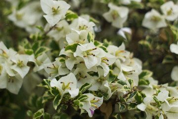 close up of beautiful white bougainvillea flowers on blur background