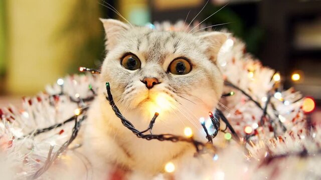Scottish fold cat with christmas garland and tinsel closeup.