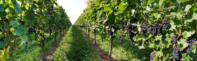 Weißweinreben mit Weintrauben in der Sonne - Wein Anbau im Kaiserstuhl Panorama - obrazy, fototapety, plakaty