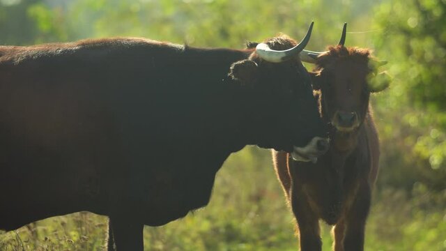 Primitive breed cattle female most similar to extinct aurochs (Bos primigenius) licking her calf offspring in nature steppe habitat. Great herbivore repatriation project. Milovice, Czech republic