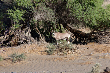 Oryx im Namib Naukluft Nationalpark