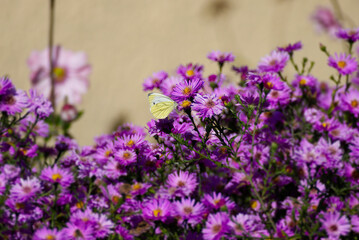 Green-veined white butterfly (pieris napi) perched on a pink spanish daisy in Zurich, Switzerland