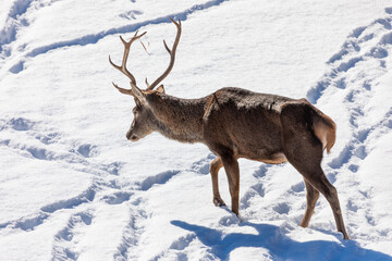 Male deer walking in the snow on a sunny day