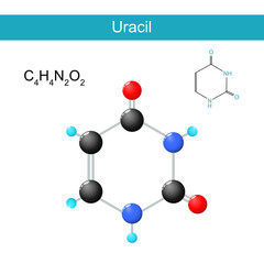 Uracil molecular chemical structural formula and model