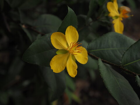 OLYMPUS DIGITAL CAMERA OMD E-M1