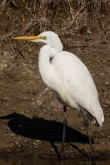 池の畔に佇むダイサギ