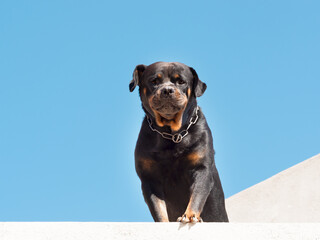 A large black dog, a Rottweiler, with a chain around its neck, looks down from an open terrace on a sunny day. Serious watchdog Rottweiler against the blue sky.