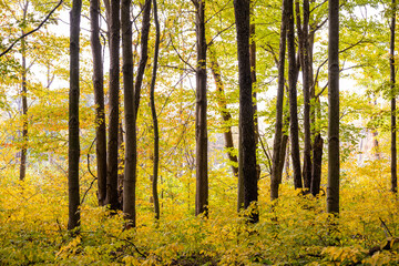 Bright Stick Through Bright Yellow Forest In Fall