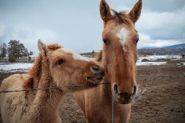Chama, New Mexico, USA. Mother horse and foal with winter coats.
