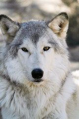 Ramah, New Mexico, USA. Wild Spirit Wolf Sanctuary.